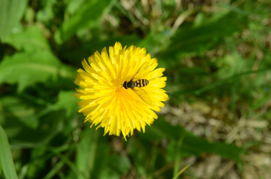 Nature Plant Summer