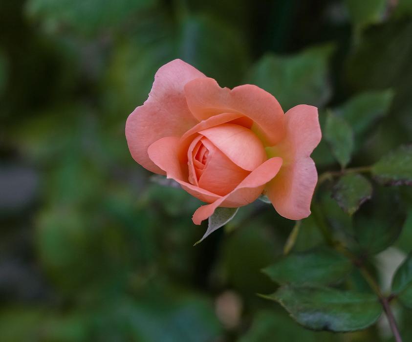 Rose Plant Flower