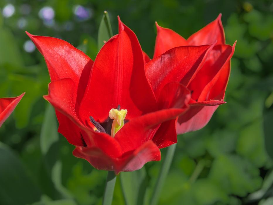 Flower Tulip Color