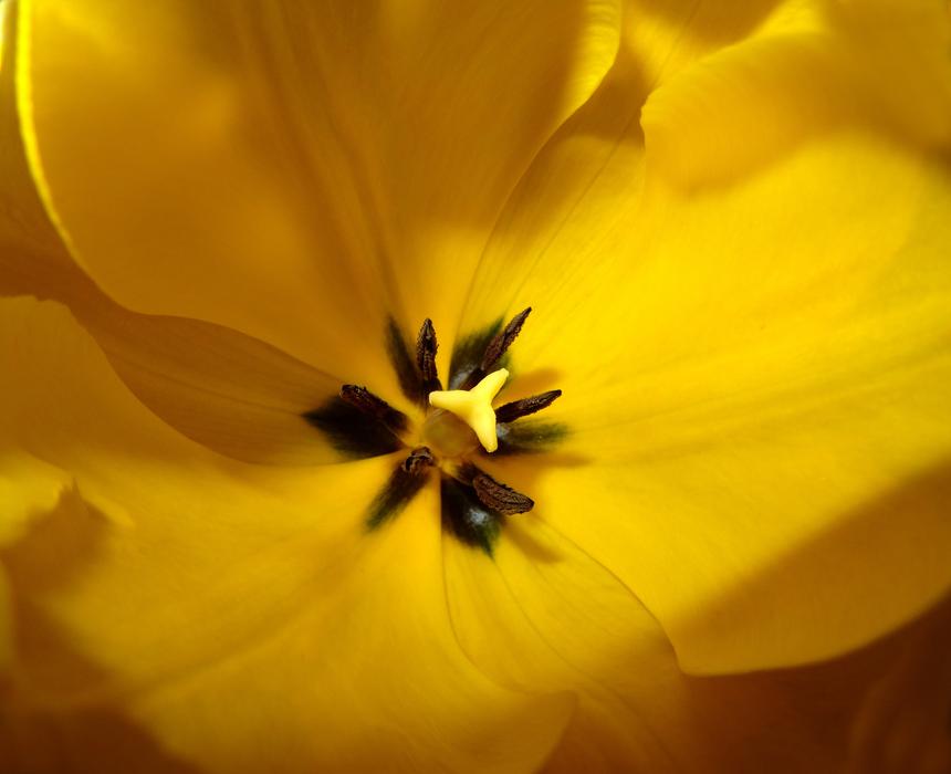 Flower Nature Plant