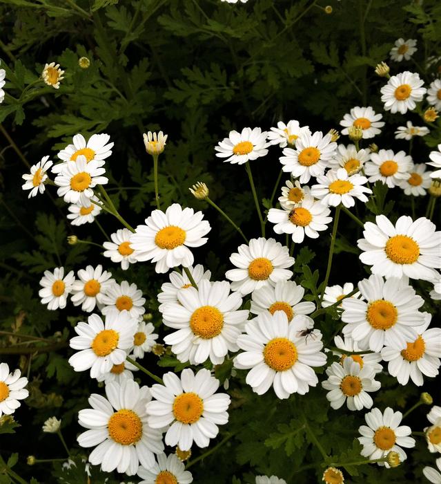 Flower Flora Chamomile
