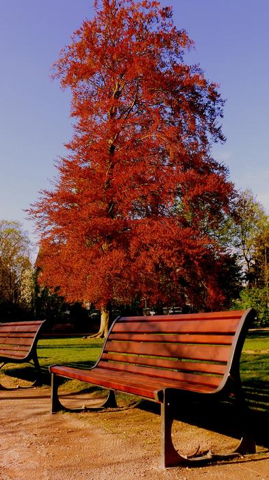 Tree Park Wood