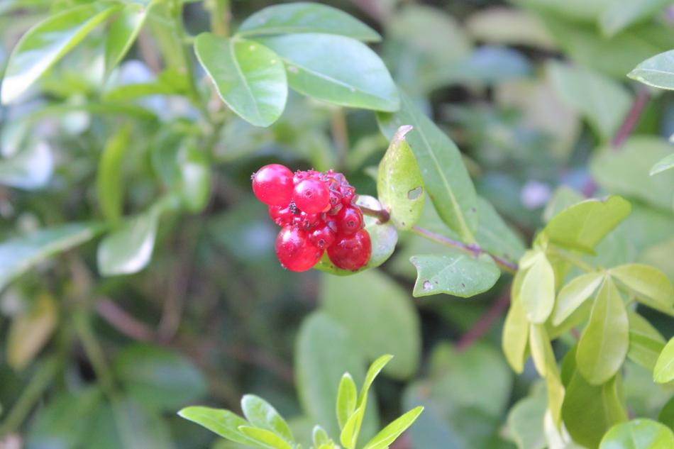 Leaf Nature Berries