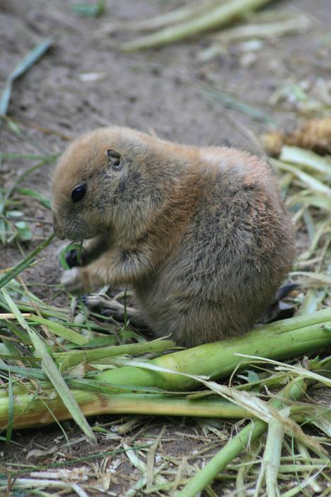 Black tailed prairie dog on the ground