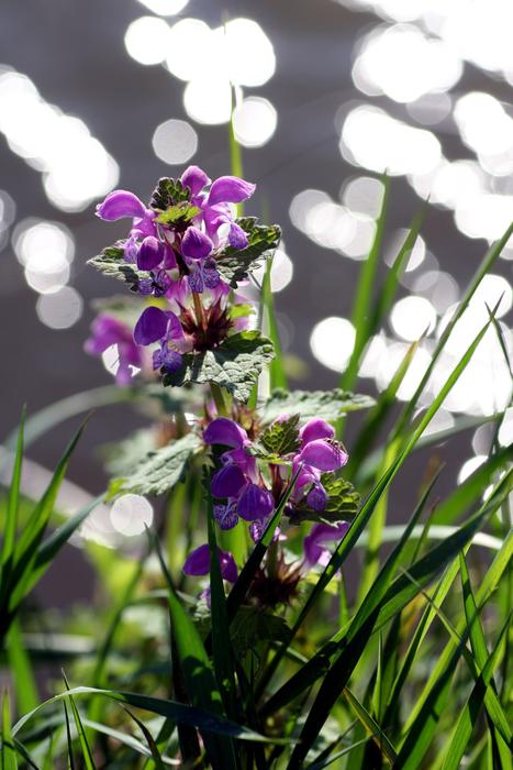 Wild Flower Plant