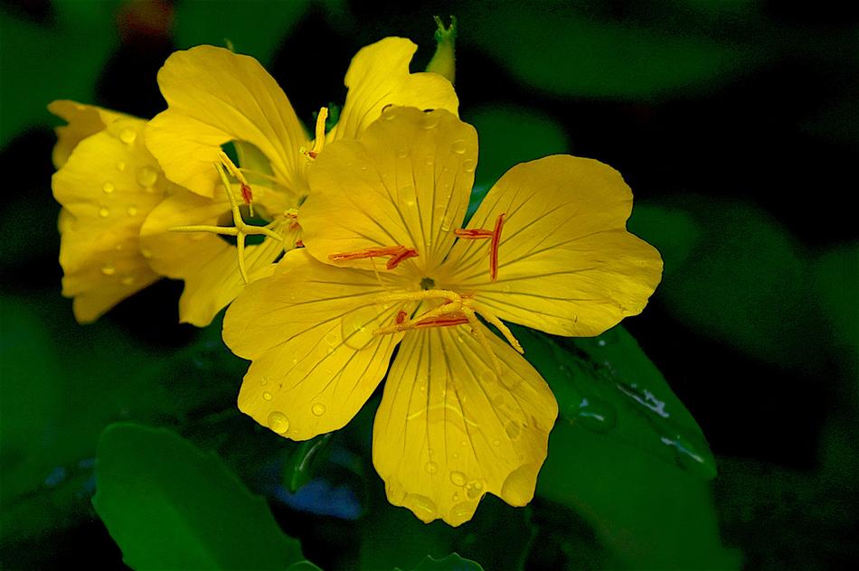 Flower Yellow Bloom