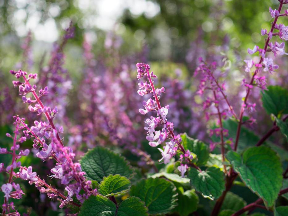 Flowers Purple Nature