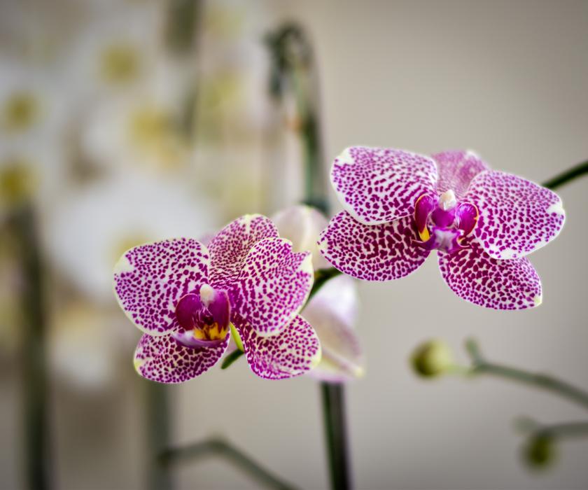 Flower Flora Phalaenopsis