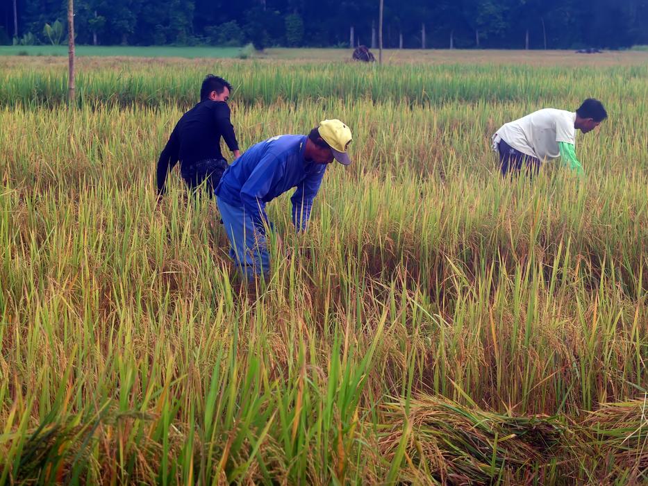 People among the colorful and beautiful rice field with plants in Asia