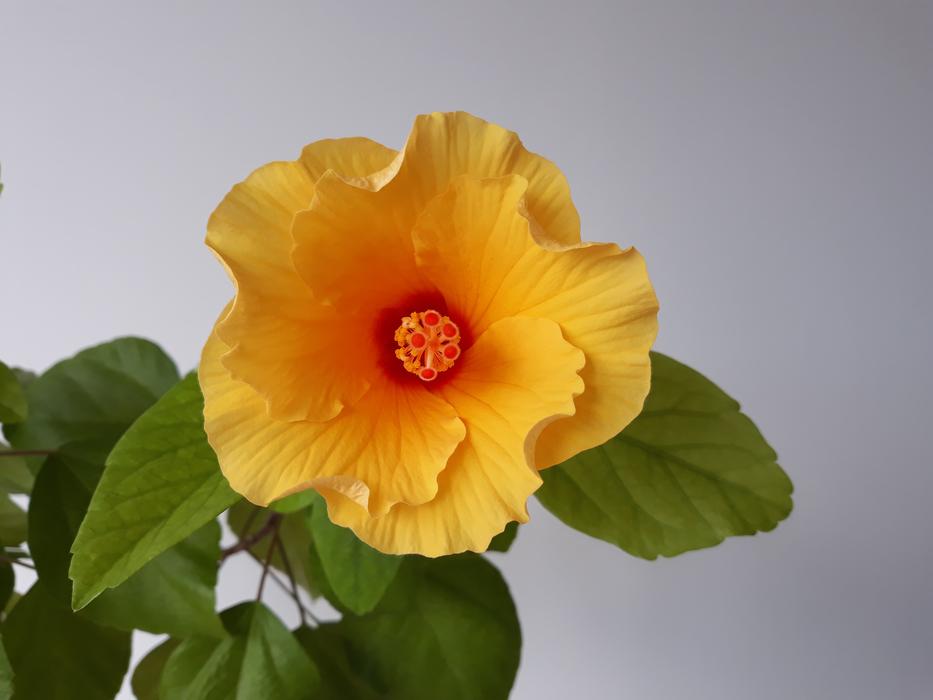 Flower Plant Nature