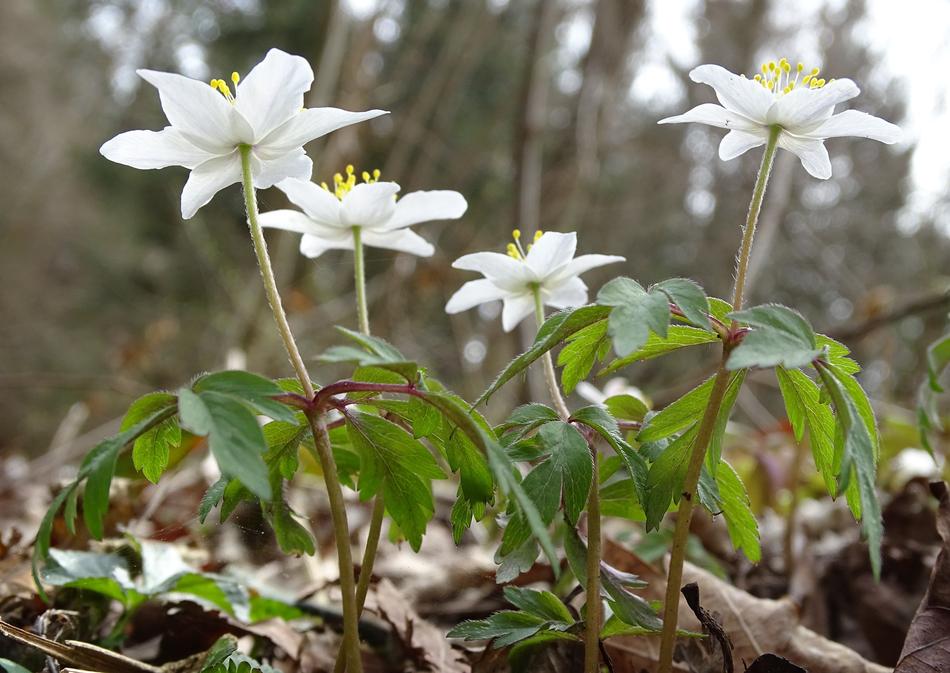 Nature Flower Plant