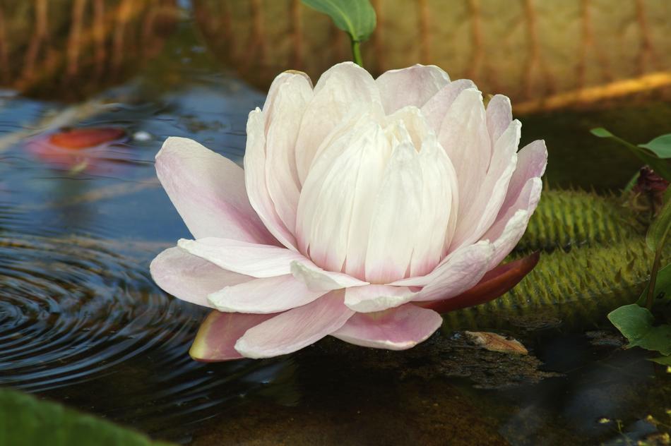 big lily in the lake landscape