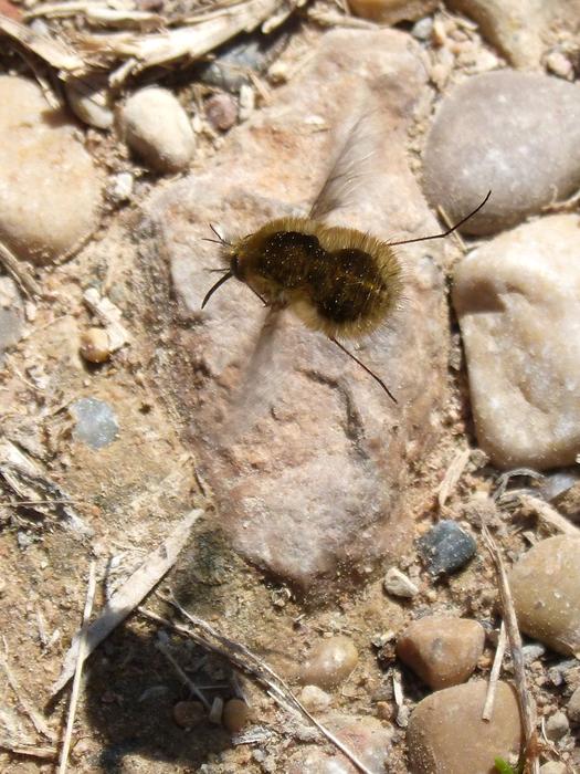 Bombus Pascuorum Borinot