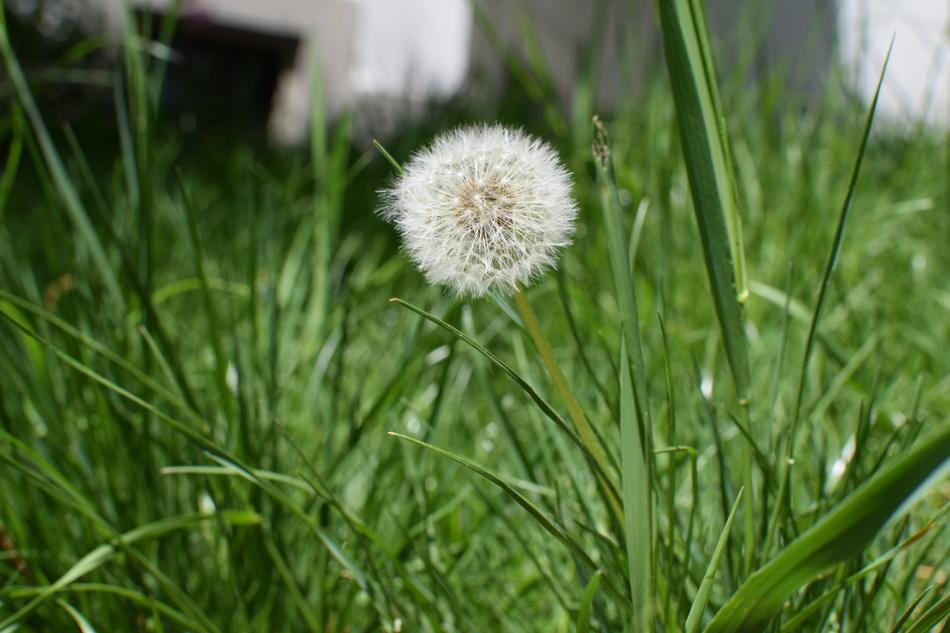 Nature Lawn Plant
