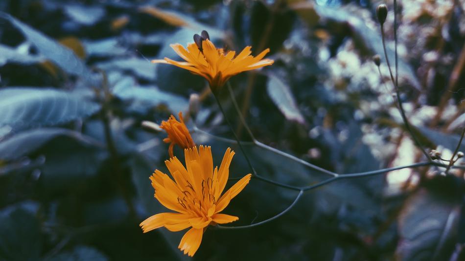 Flowers Plants Grass