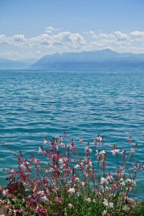 summer nature sky water