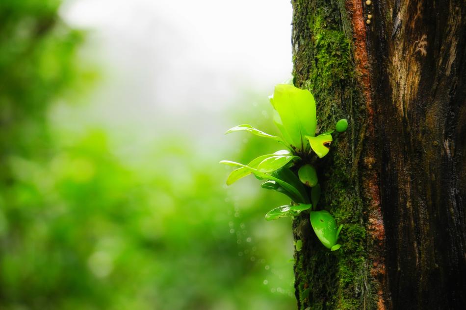 Fern Plant Green
