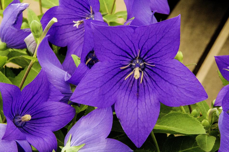 Purple Flower Petunia