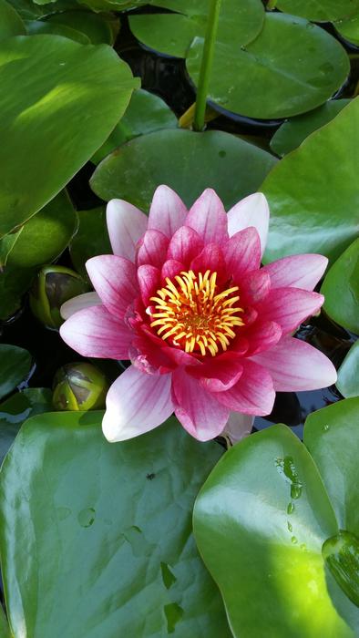 Flora Flower Leaf