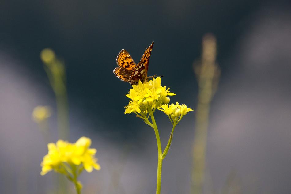 a small butterfly on a yellow flower stem