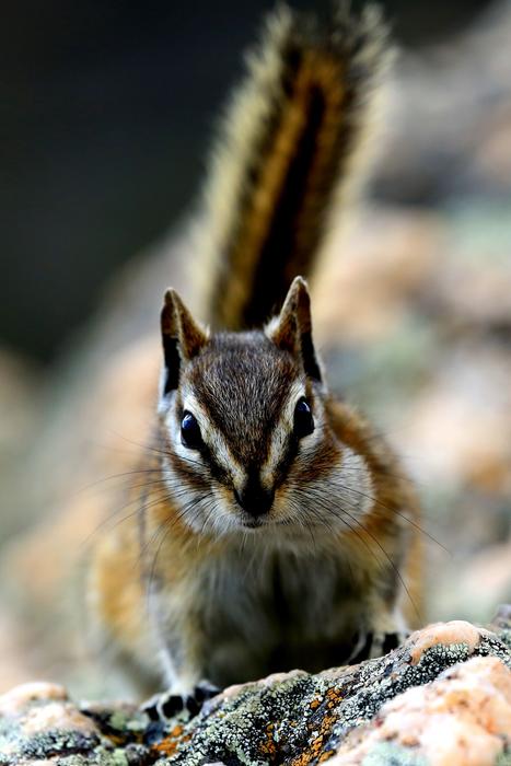 Chipmunk Nature Wildlife