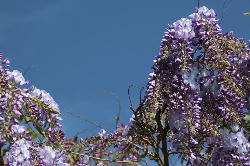 Flower Plant Tree