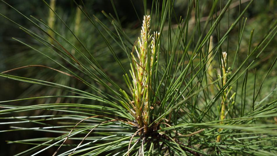 Nature Tree Outdoors