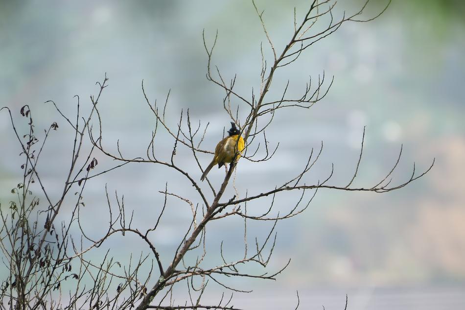 Nature Tree Season