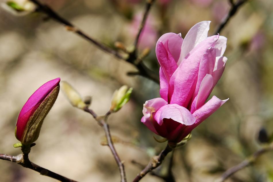 Magnolia Blossom