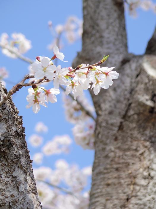 Cherry Blossoms Wood Natural