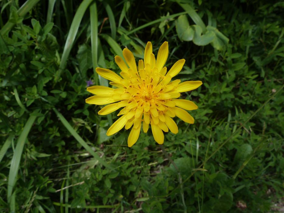 Meadow Flower Yellow