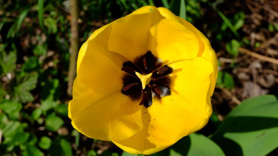 Nature Flower Garden