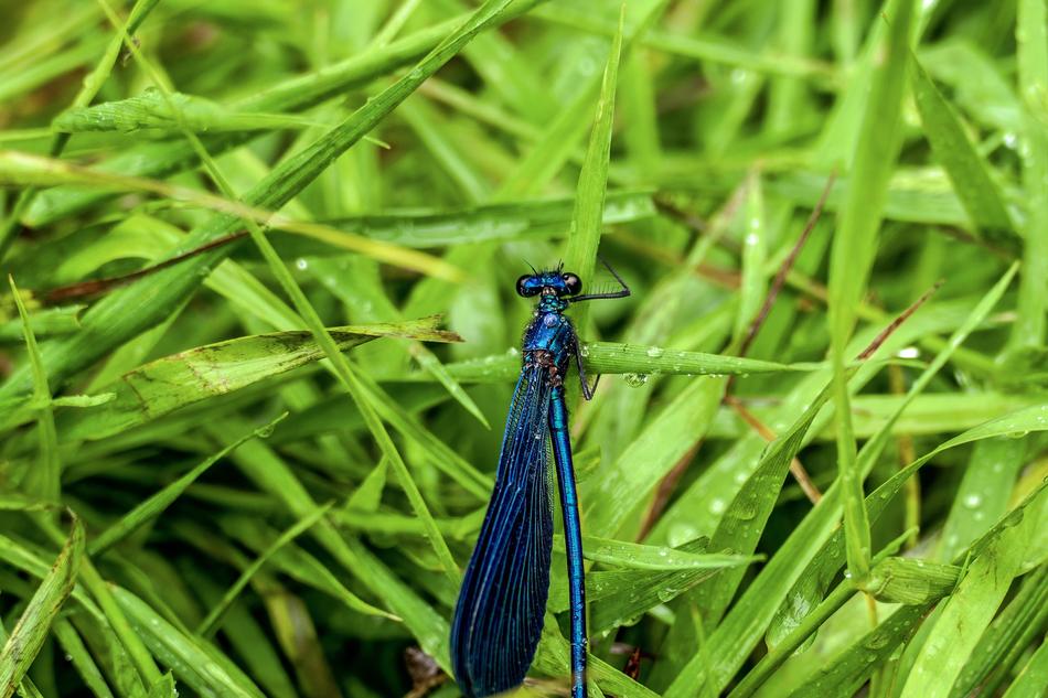 Nature Grass Outdoors