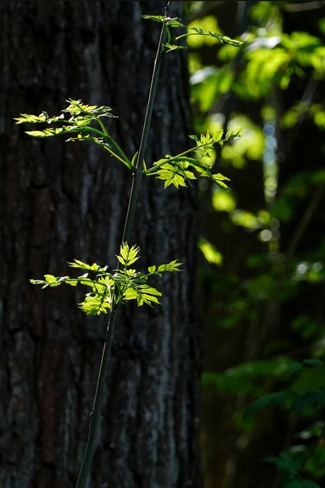 Wood Tree Spring