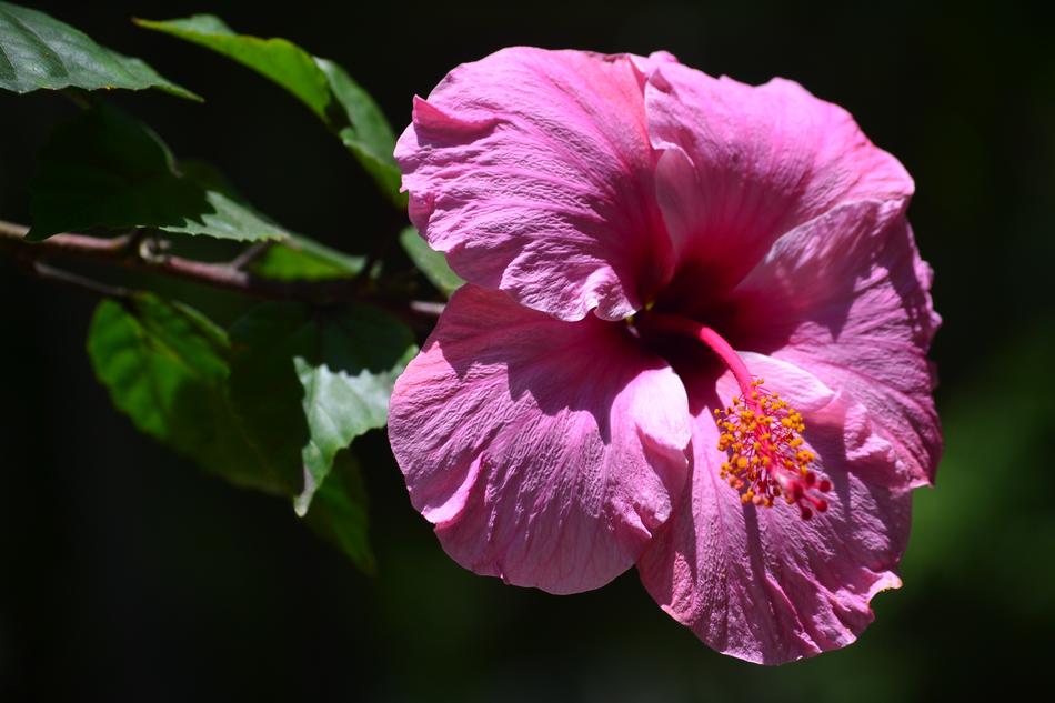 a small bud on a branch