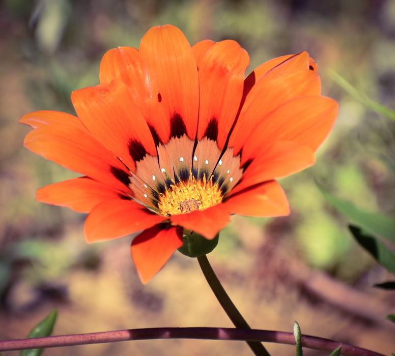 Flower Flora Nature