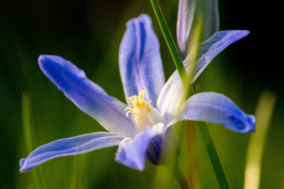 Nature Flower Plant