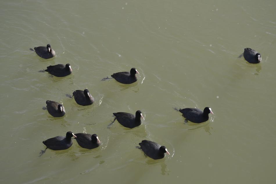 Ducks in a dark lake