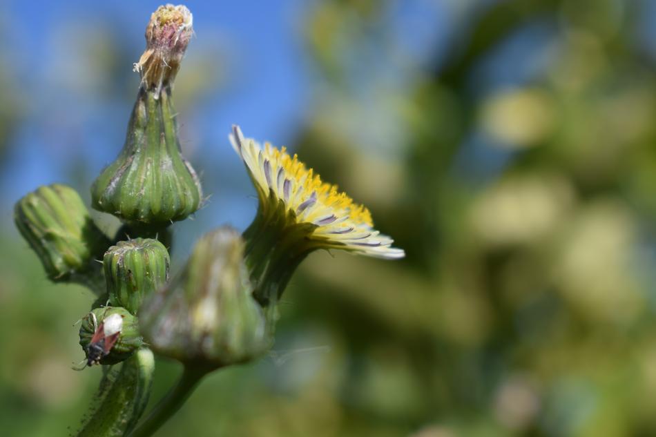 Nature Outdoors Plant