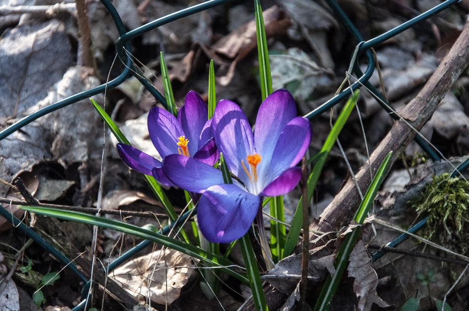 Nature Flower Plant