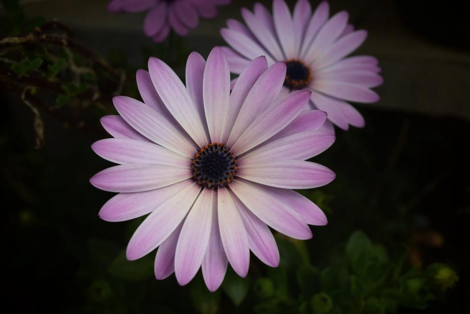 Flower Nature Flora