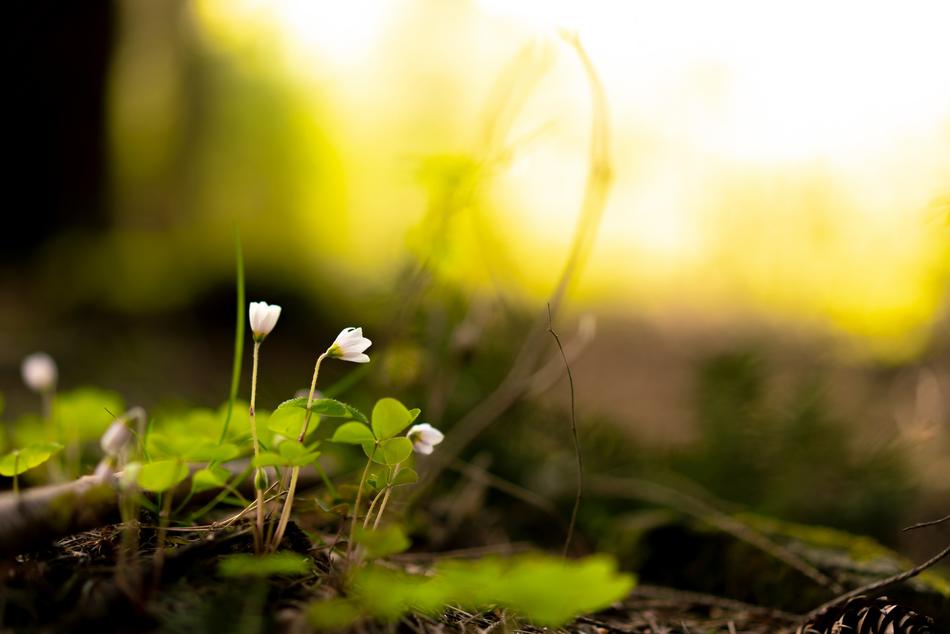 Nature Plant Grass
