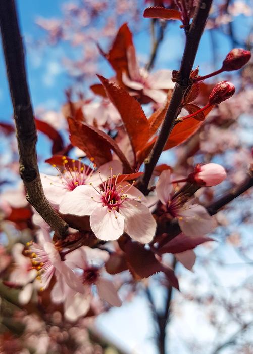 Tree Branch Cherry