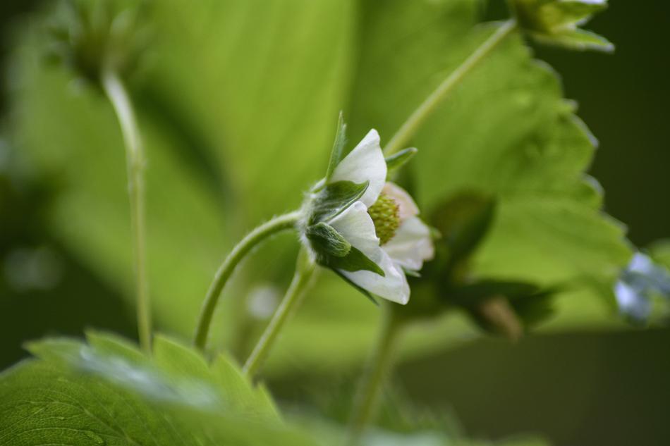 Leaf Nature Plant