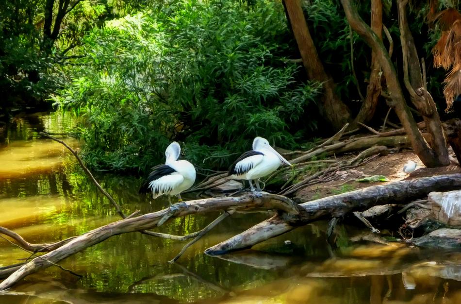 white birds on branches in the swamp