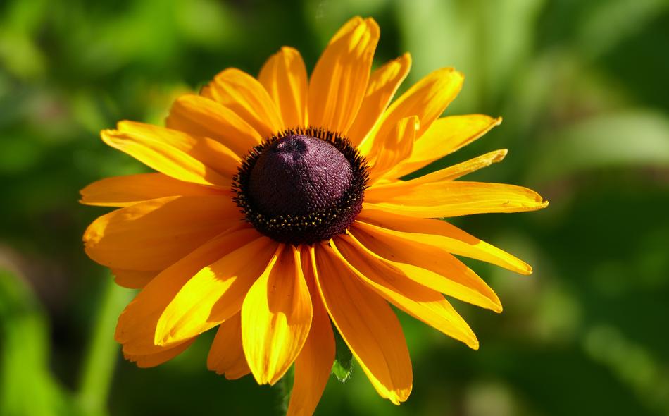orange bud on a green background
