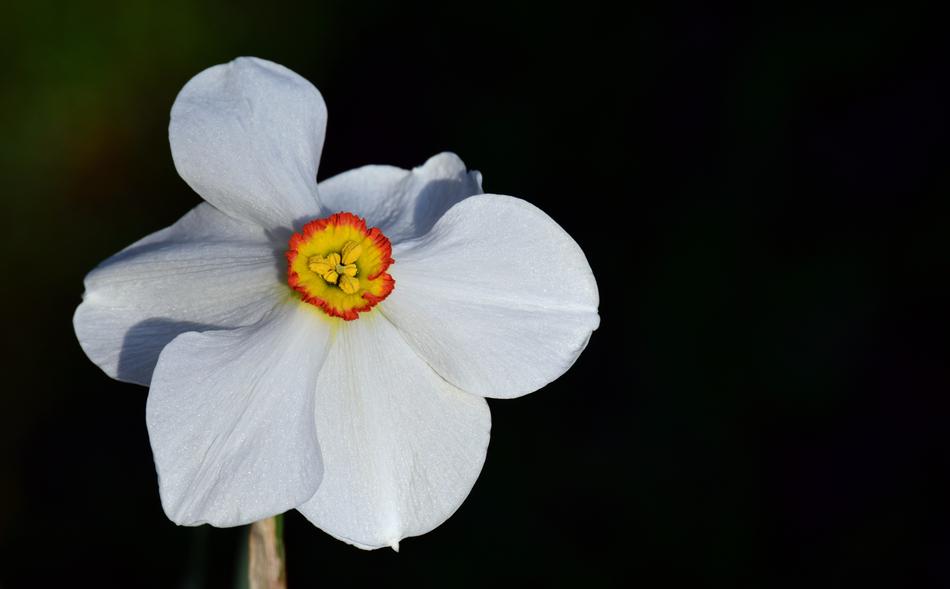 Narcissus White Blossom