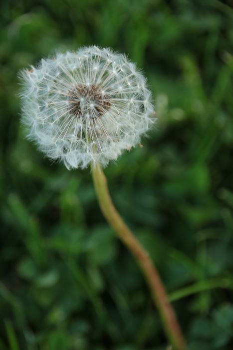 Dandelion Nature Plant