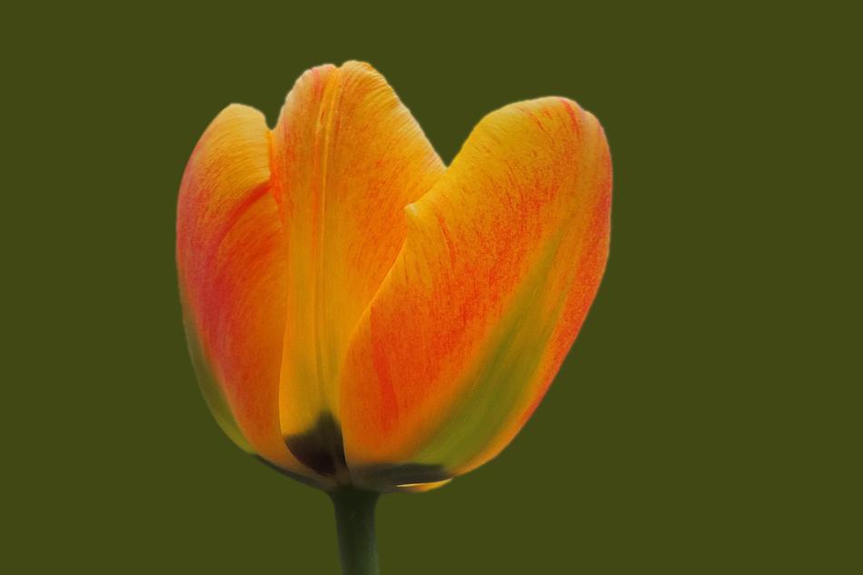 Flower Nature Plant