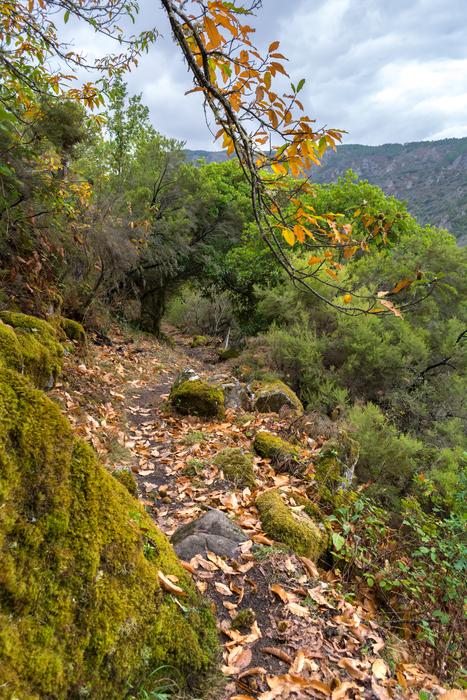 Nature Landscape Wood